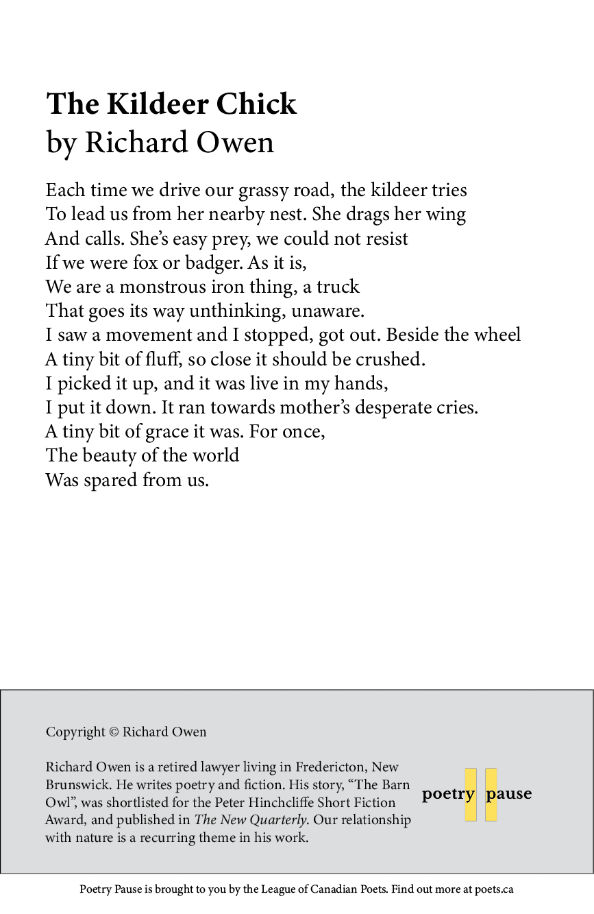Poem title: The Kildeer Chick

Poet name: Richard Owen

Poem: Each time we drive our grassy road, the kildeer tries

To lead us from her nearby nest. She drags her wing

And calls. She’s easy prey, we could not resist

If we were fox or badger. As it is,

We are a monstrous iron thing, a truck

That goes its way unthinking, unaware.

I saw a movement and I stopped, got out. Beside the wheel

A tiny bit of fluff, so close it should be crushed.

I picked it up, and it was live in my hands,

I put it down. It ran towards mother’s desperate cries.

A tiny bit of grace it was. For once,

The beauty of the world

Was spared from us.

End of poem.

Credits and bio: Copyright © Richard Owen

Richard Owen is a retired lawyer living in Fredericton, New Brunswick. He writes poetry and fiction. His story, “The Barn Owl”, was shortlisted for the Peter Hinchcliffe Short Fiction Award, and published in The New Quarterly. Our relationship with nature is a recurring theme in his work.