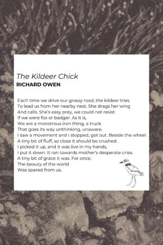The Kildeer Chick