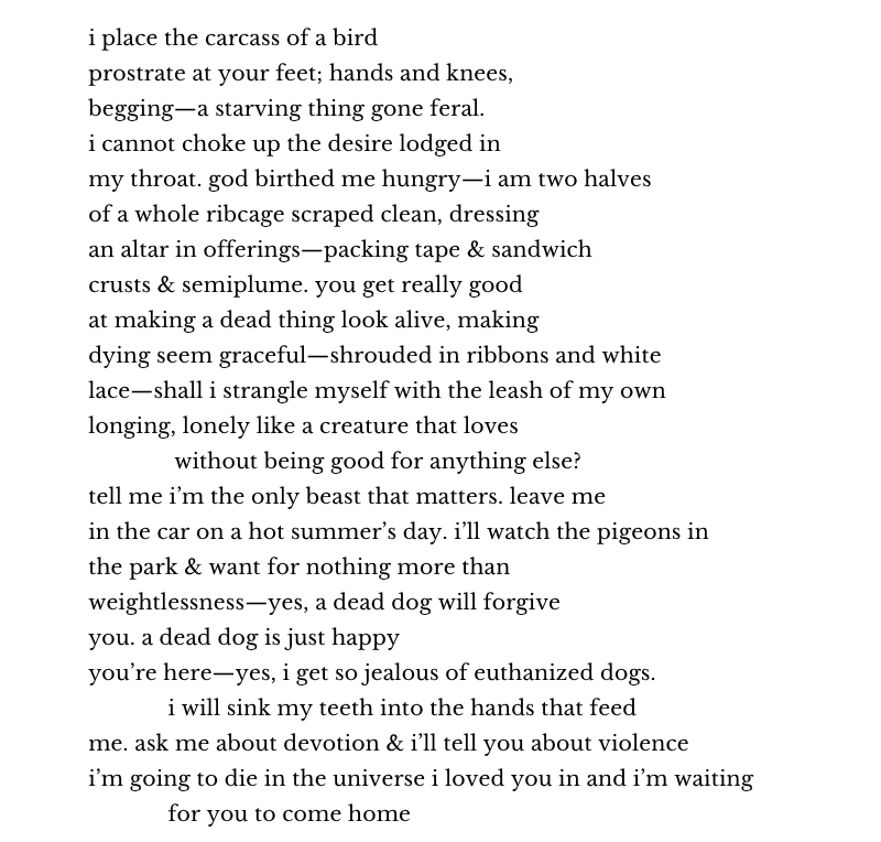 i place the carcass of a bird
prostrate at your feet; hands and knees,
begging—a starving thing gone feral.
i cannot choke up the desire lodged in
my throat. god birthed me hungry—i am two halves
of a whole ribcage scraped clean, dressing
an altar in offerings—packing tape & sandwich
crusts & semiplume. you get really good
at making a dead thing look alive, making
dying seem graceful—shrouded in ribbons and white
lace—shall i strangle myself with the leash of my own
longing, lonely like a creature that loves
without being good for anything else?
tell me i’m the only beast that matters. leave me
in the car on a hot summer’s day. i’ll watch the pigeons in
the park & want for nothing more than
weightlessness—yes, a dead dog will forgive
you. a dead dog is just happy
you’re here—yes, i get so jealous of euthanized dogs.
i will sink my teeth into the hands that feed
me. ask me about devotion & i’ll tell you about violence
i’m going to die in the universe i loved you in and i’m waiting
for you to come home